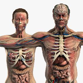 Male and Female Anatomy Complete Pack (Textured)